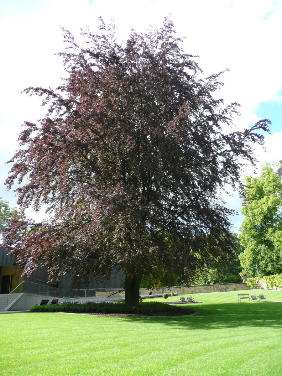 Autopolis, luxville, voiture sar 101 Autopolis, luxville, voiture sar 101